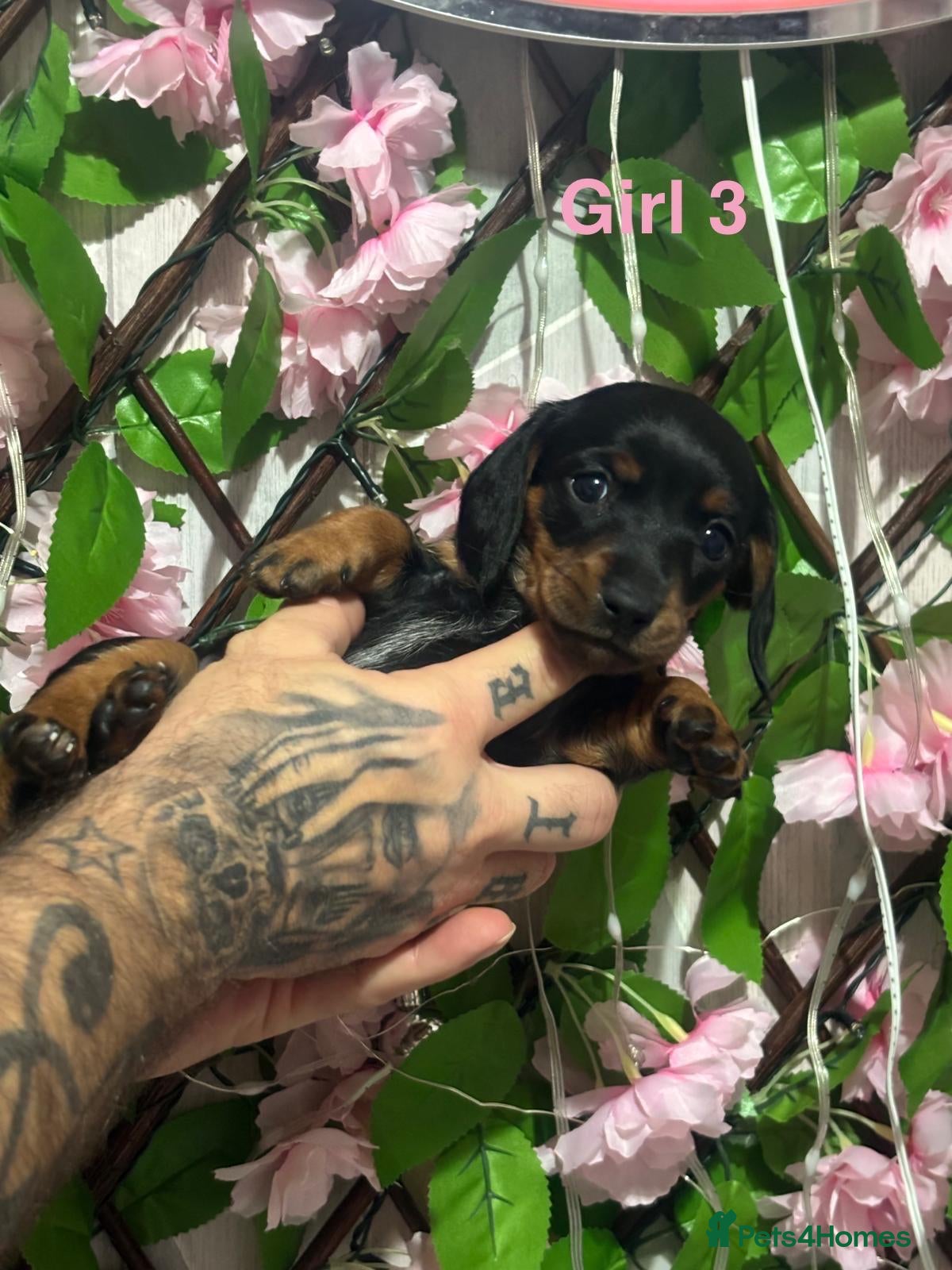 Miniature Dachshund dogs 5 Beautiful Miniature Dachshund’s  - Advert 14