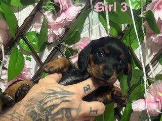 Miniature Dachshund dogs 5 Beautiful Miniature Dachshund’s - Advert 17