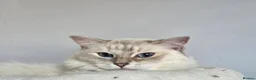 Ragdoll cats for sale: 2 ADULT GIRLS LOOKING FOR NEW HOMES - Advert 15