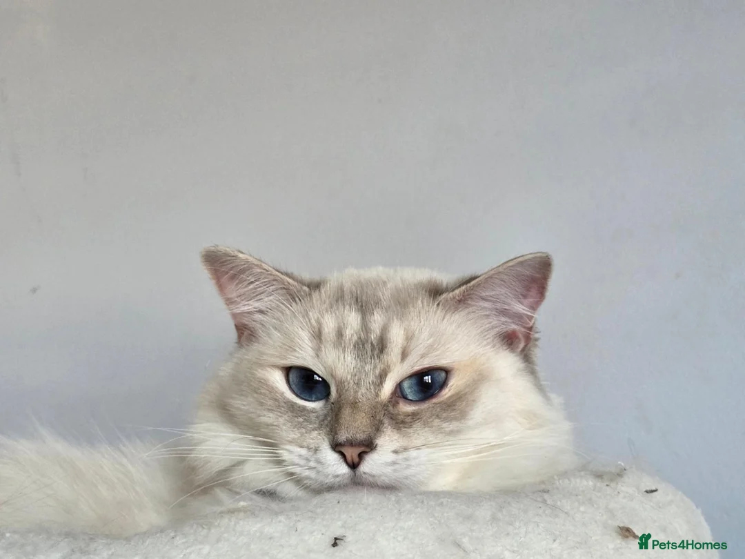 Ragdoll cats for sale: 2 ADULT GIRLS LOOKING FOR NEW HOMES - Advert 15