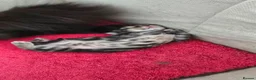 Mixed Breed cats for sale: 3 beautiful long hair kittens - Advert 3