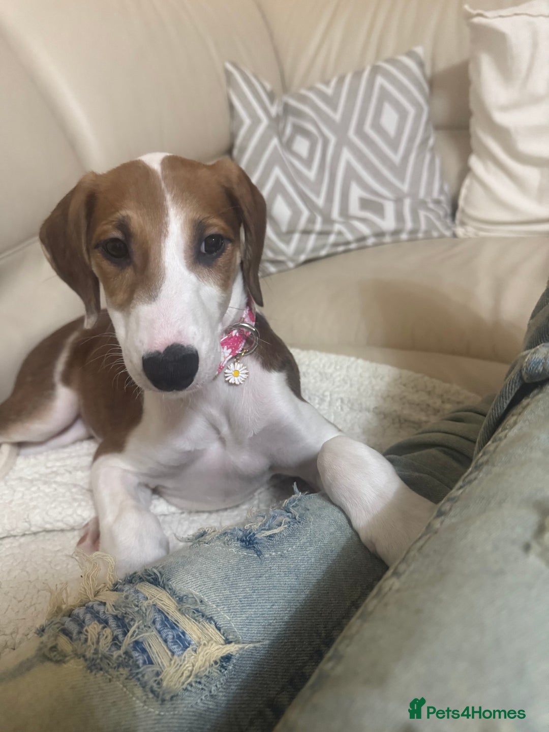 Saluki dogs for sale: Rosie is looking for her forever home  - Advert 3