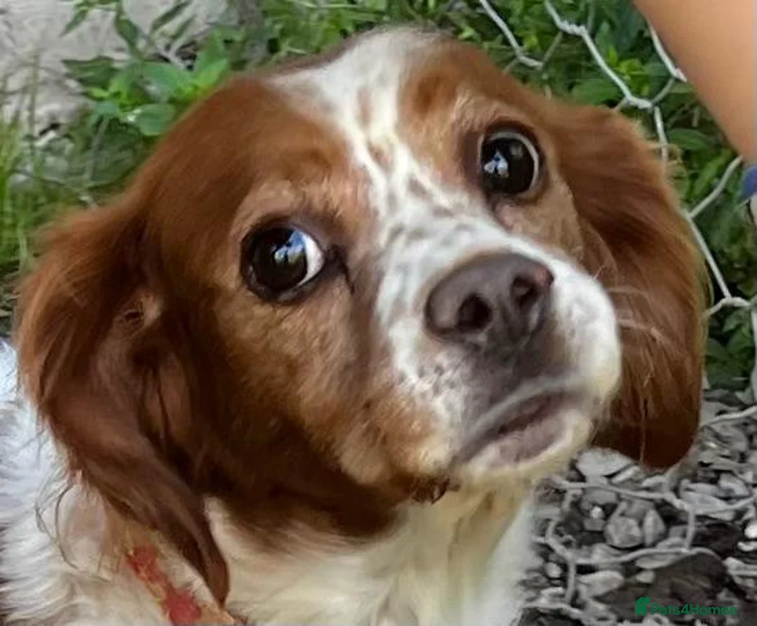 Brittany Spaniel dogs for adoption: Unique in Alfreton - Advert 13