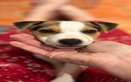 Parson Russell dogs for sale: Beautiful Jack Russell boy - Advert 4