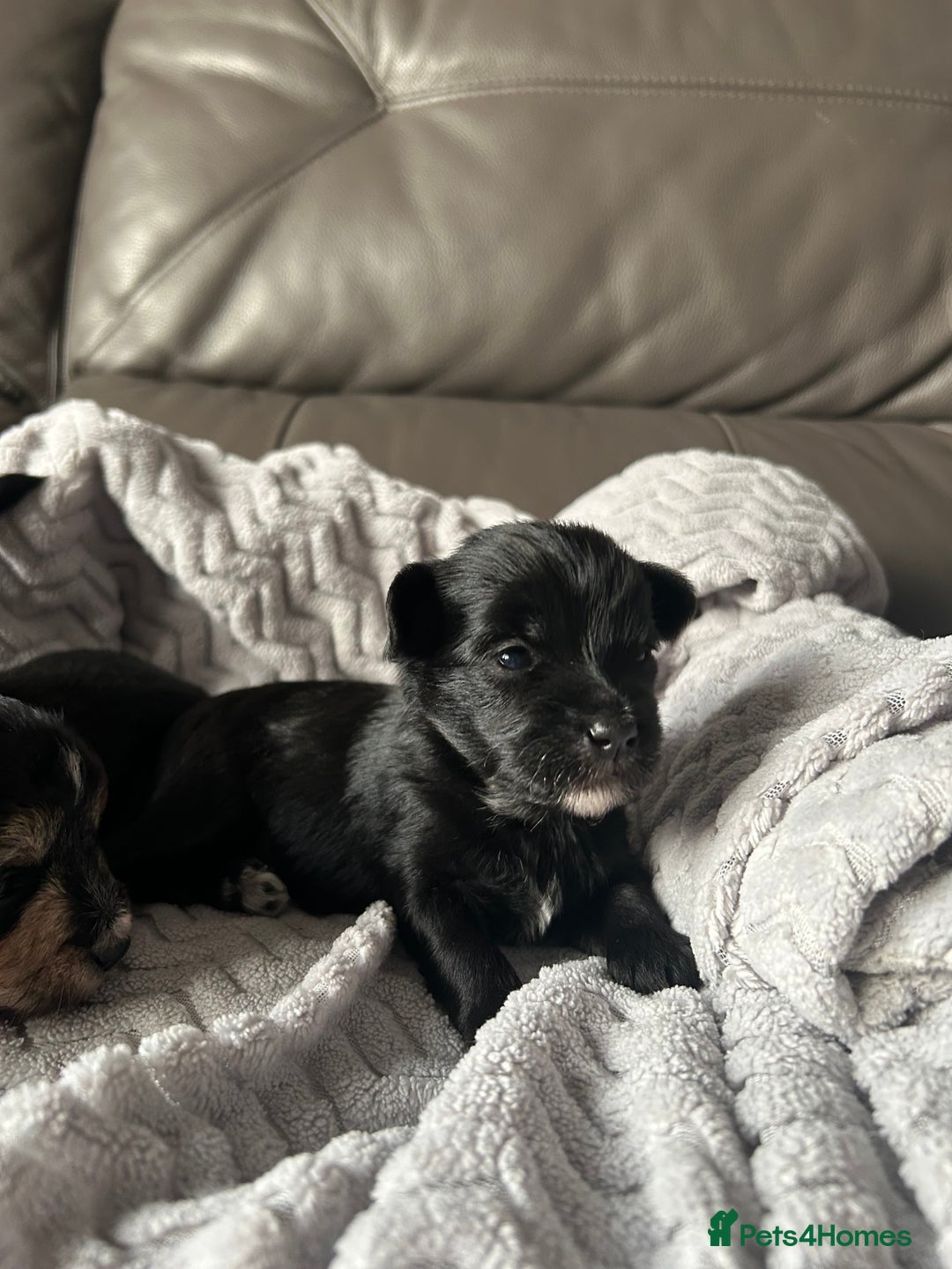 Mixed Breed dogs for sale: Maltipoo X Puppies For Sale 🐶🐾 - Image 1