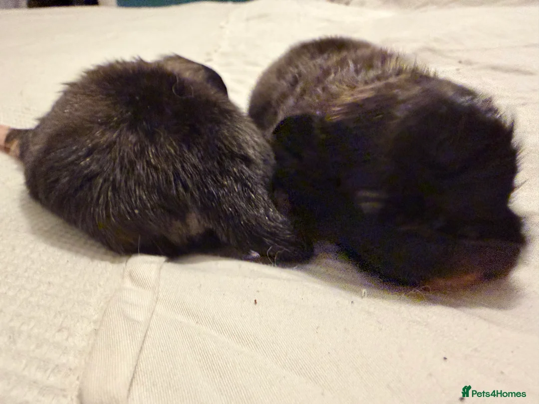 Pekingese dogs for sale: Kc Pekingnese boys available - Advert 5