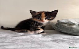 Maine Coon cats for sale: Maine coon x calico - Image 9