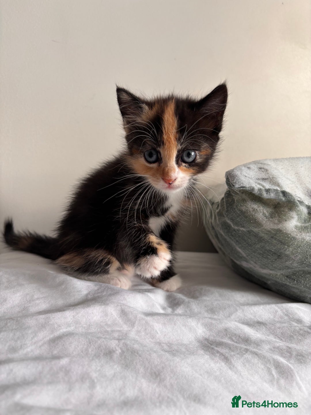 Maine Coon cats for sale: Maine coon x calico - Image 9