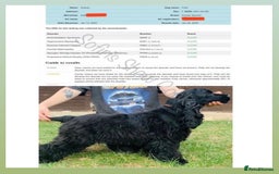 Cocker Spaniel dogs for sale: Retirement home  - Image 3