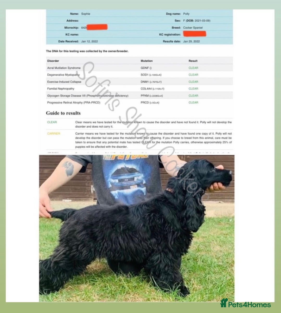 Cocker Spaniel dogs for sale: Retirement home  - Image 3
