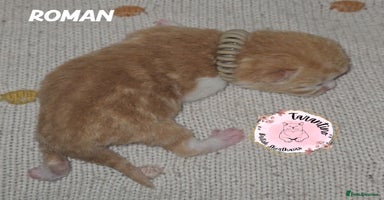 British Shorthair cats - Advert 7