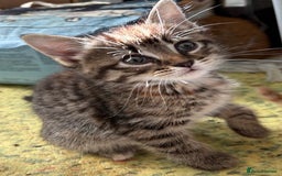 Mixed Breed cats for sale: 5 kittens looking for their forever homes  - Image 2