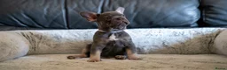 French Bulldog dogs for sale: Beautiful littler of KC French Bulldog Puppies. - Advert 5