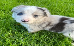 Border Collie dogs for sale: ABSOLUTELY GORGEOUS BORDER COLLIE PUPS - Image 22