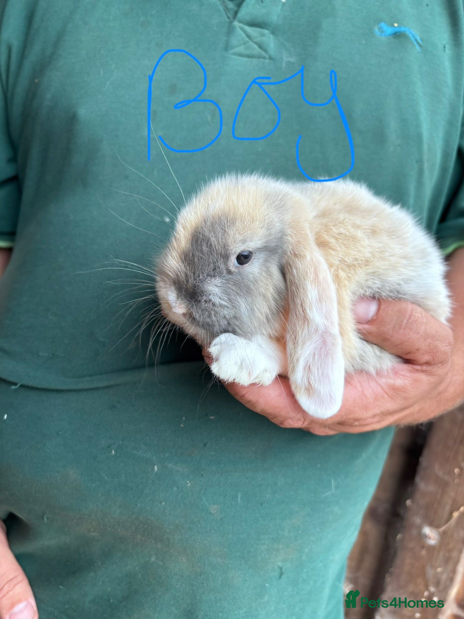 Mini Lop rabbits 4 beautiful bunnies for sale  - Advert 1