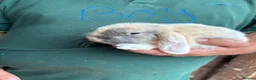 Mini Lop rabbits for sale: 4 beautiful bunnies for sale  - Advert 1