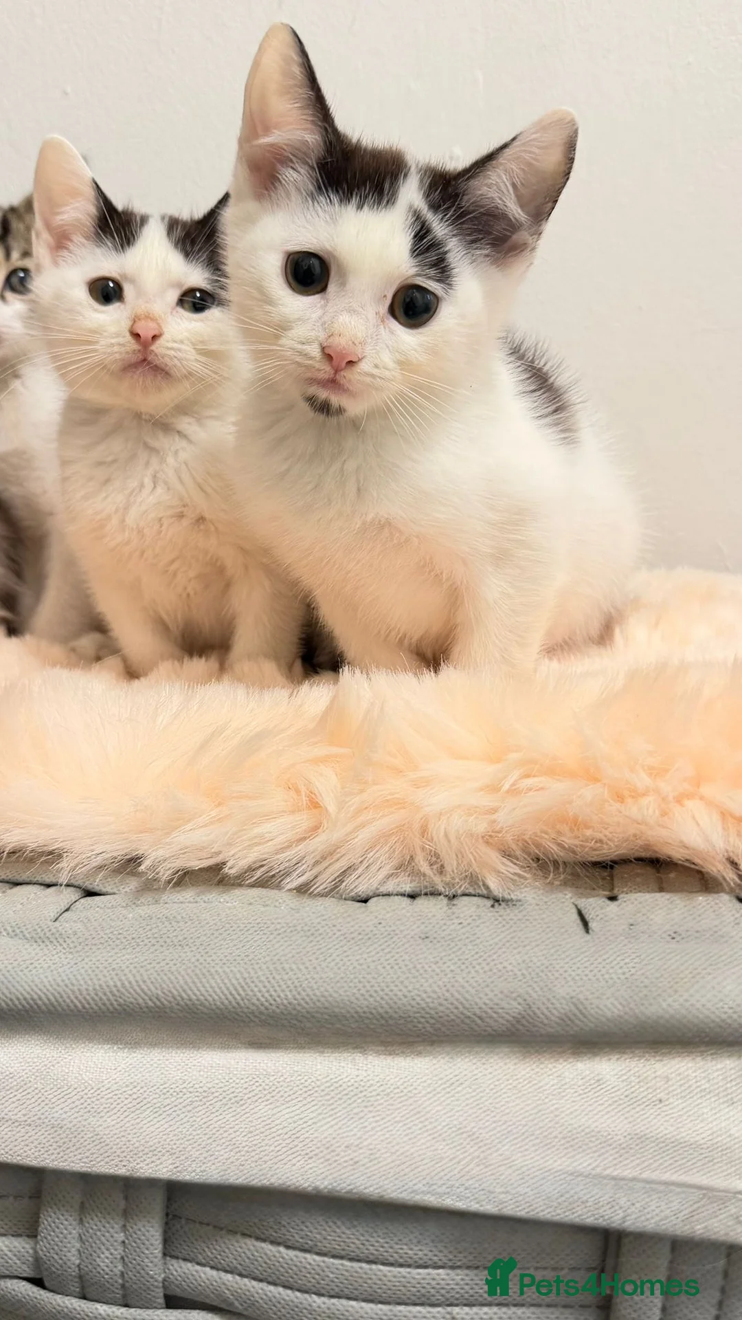 Scottish Fold cats for sale: Scottish fold x - Advert 4