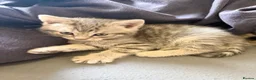 Mixed Breed cats for sale: Gorgeous kitten looking for a new loving home in Kirkcaldy - Advert 12