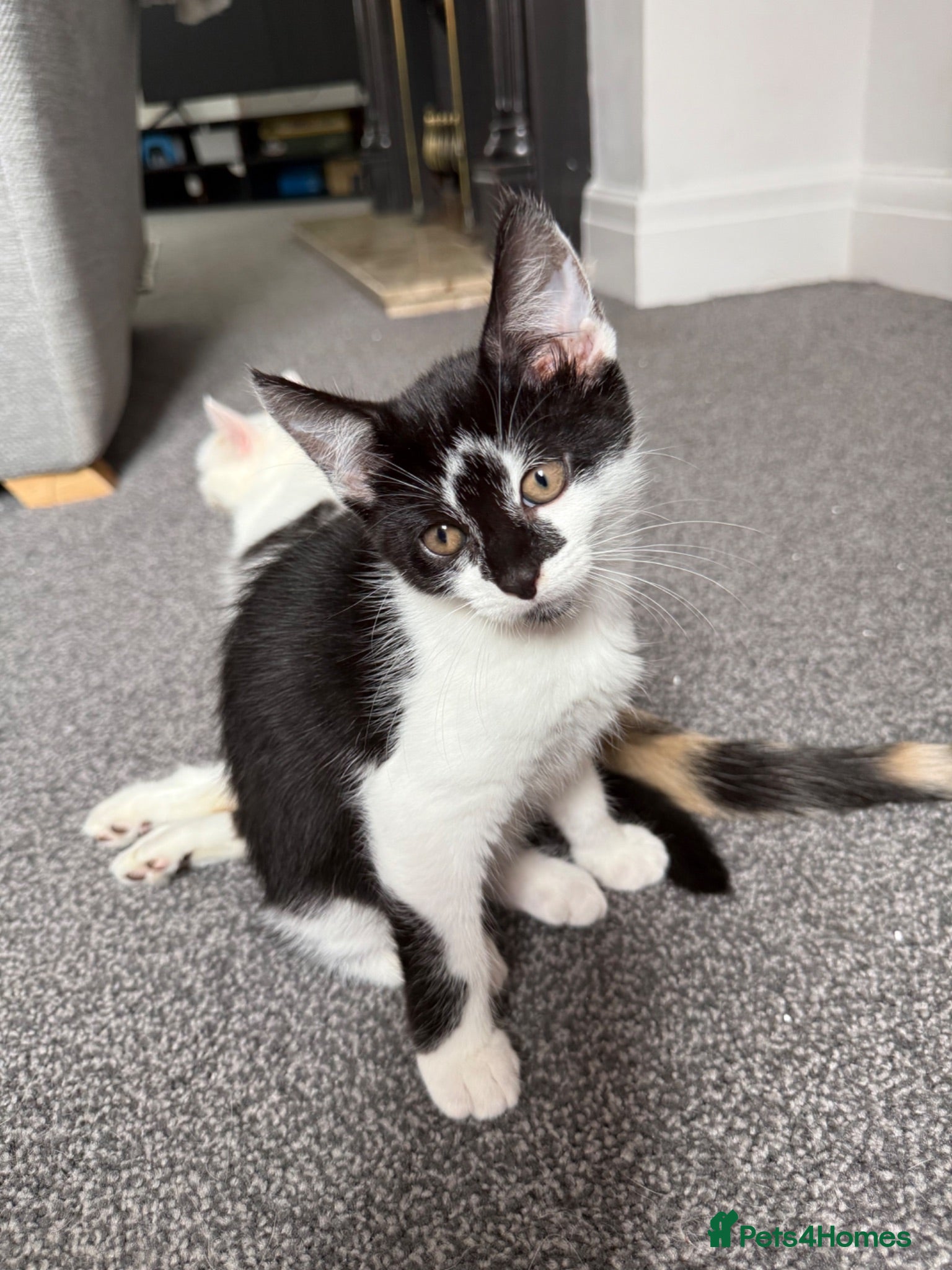 Mixed Breed cats 4 kittens for sale  - Advert 1