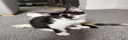 Mixed Breed cats for sale: 4 kittens for sale  - Advert 1