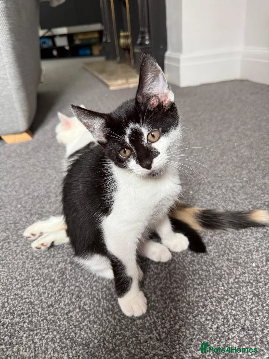 Mixed Breed cats for sale: 4 kittens for sale  - Advert 1