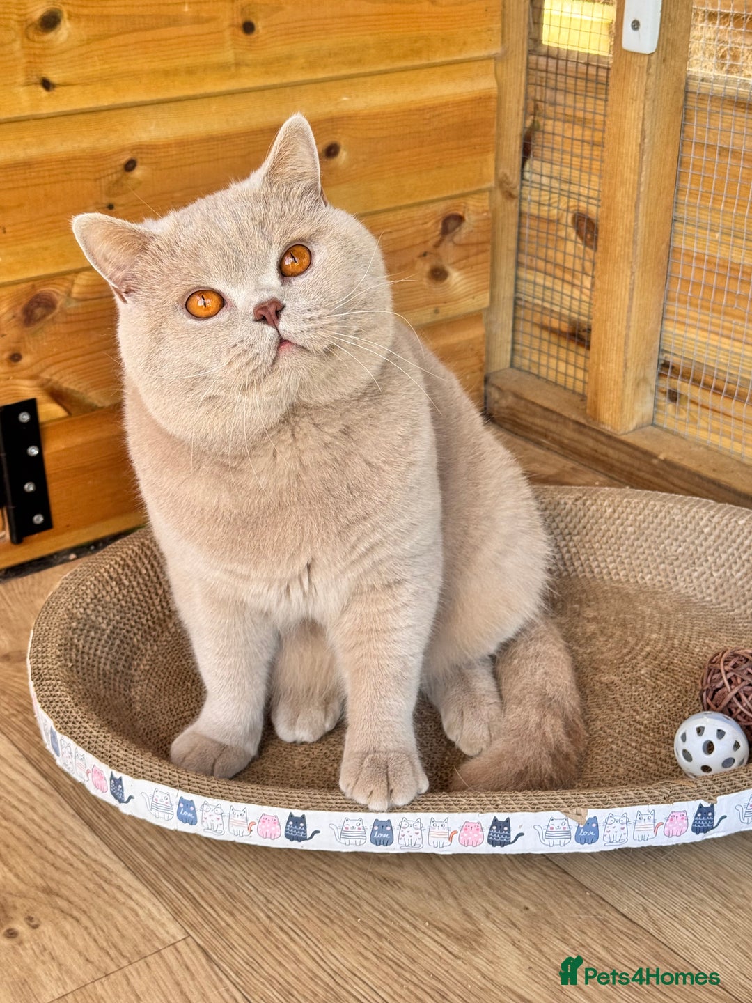 British Shorthair cats for sale: IGRCH Sired GCCF reg British Shorthair Kittens  - Image 12