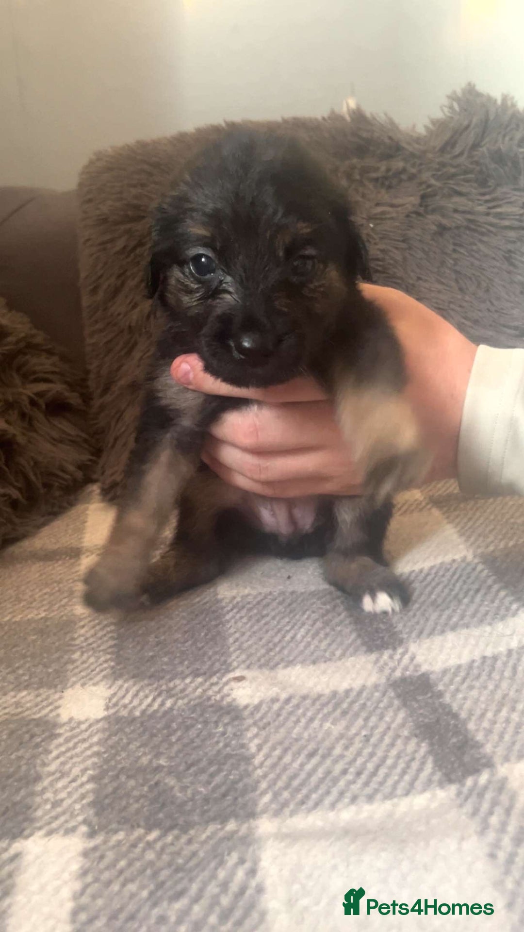 Mixed Breed dogs for sale: German Shepherd x Collie Mix Puppies for sale - Image 6
