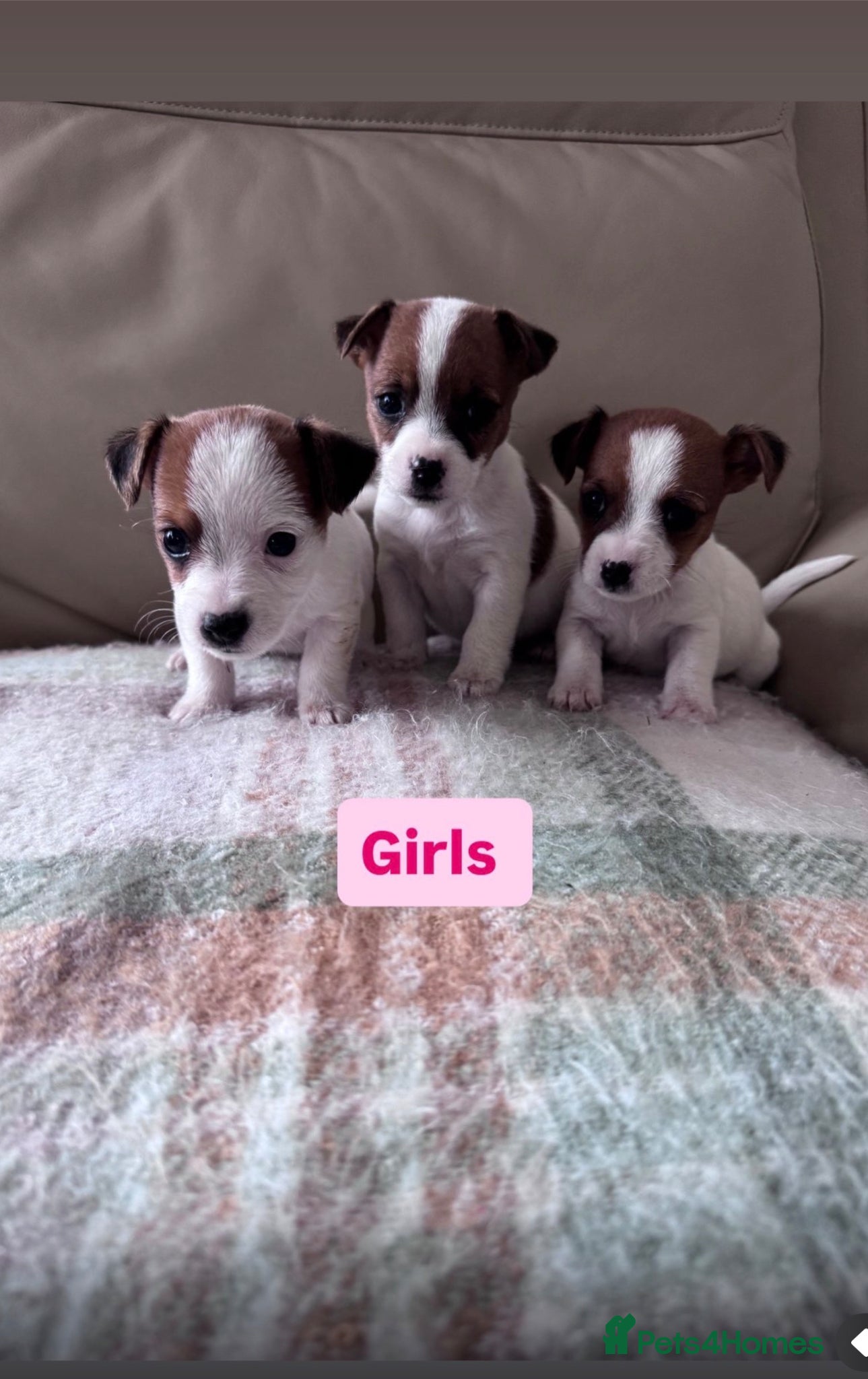 Jack Russell dogs Jack Russell puppies - Advert 2