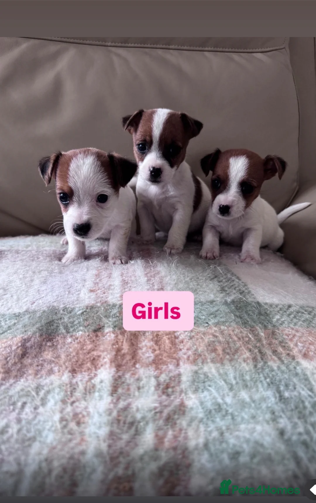 Jack Russell dogs for sale: Jack Russell puppies - Advert 2