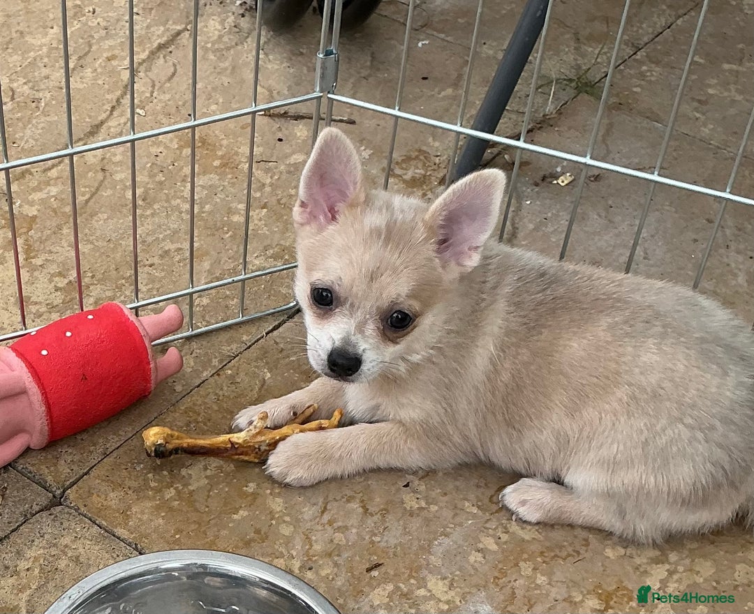 Pomchi dogs for sale: Pomchi - Image 16
