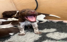 German Shorthaired Pointer dogs for sale: Beautiful pedigree German Shorthaired Pointer Pups - Image 3