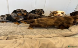 Cocker Spaniel dogs for sale: Super rare and unique show type dna tested Kc reg  - Image 4