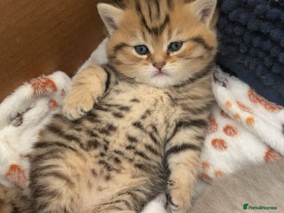 British Shorthair cats in Wigston - Advert 16