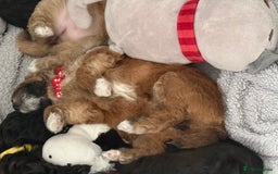 Maltipoo dogs for sale: Outstanding Malshipoo puppies - Image 38