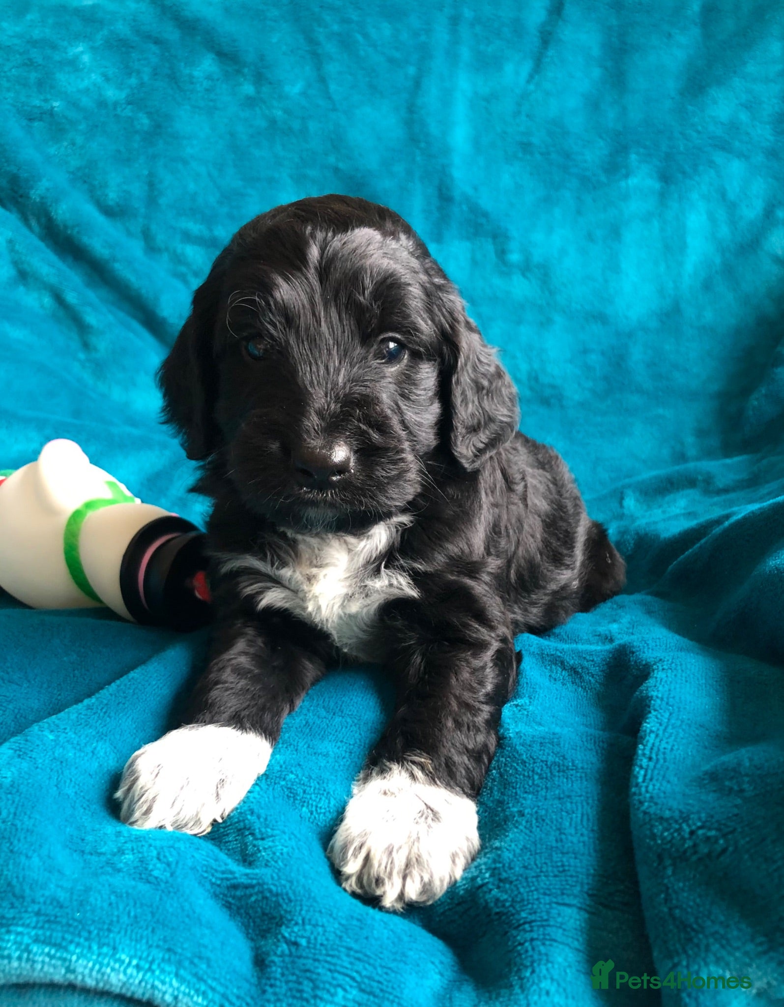 Cockapoo dogs Exclusive cockapoo puppies . - Advert 1