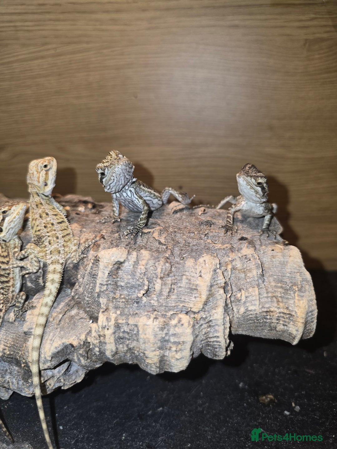 Bearded Dragon reptiles for sale: Baby bearded  - Image 11
