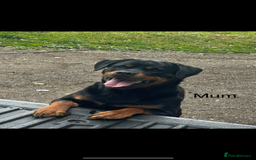 Rottweiler dogs for sale: Beautiful Rottweiler Pups, Ready this week! - Image 8