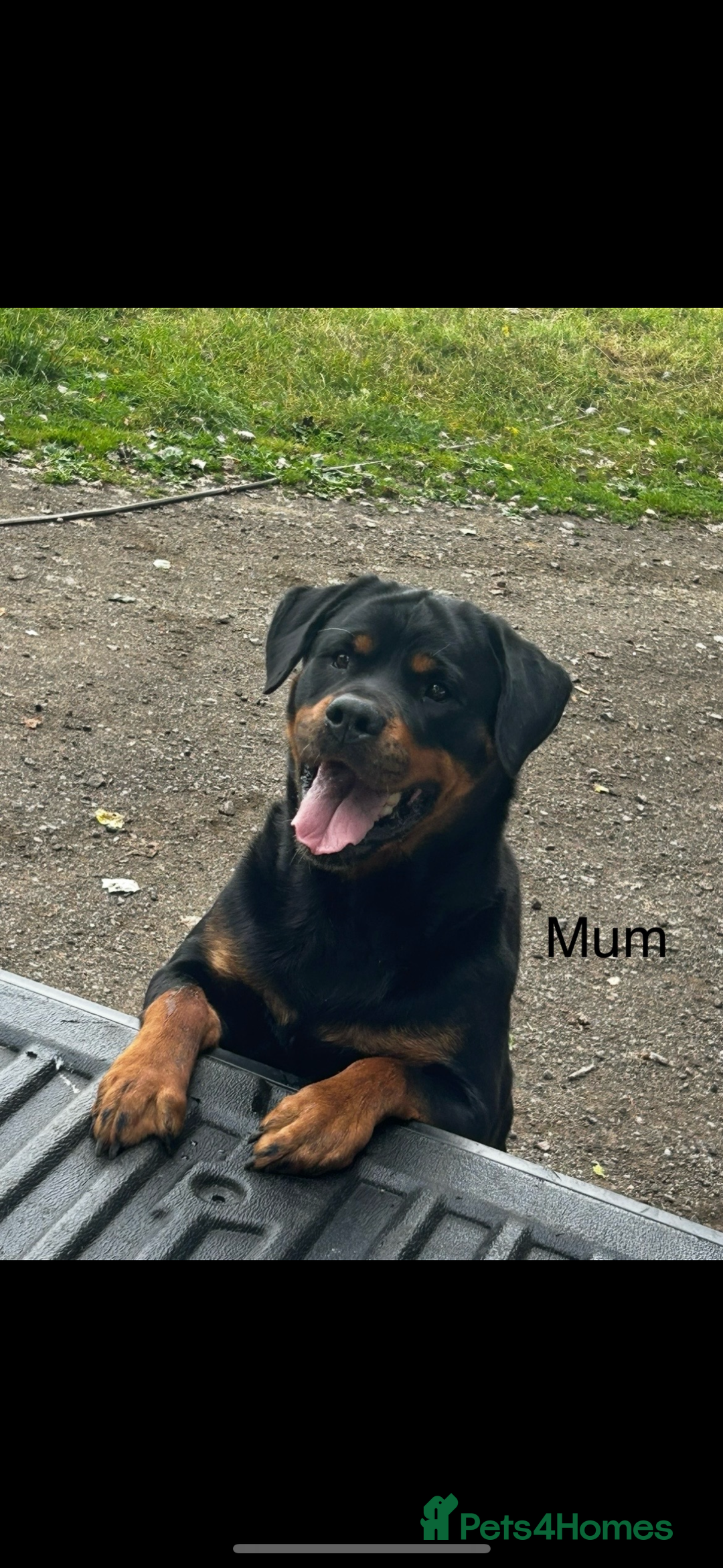 Rottweiler dogs for sale: Beautiful Rottweiler Pups, Ready this week! - Image 8