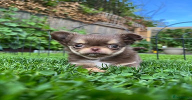 Chihuahua dogs - Advert 11