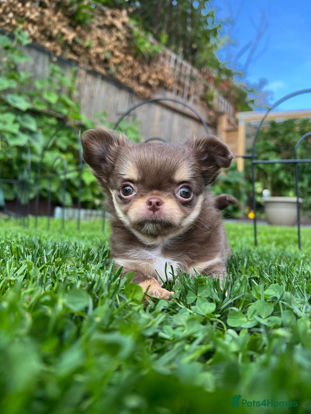 Chihuahua dogs for sale: Gorgeous chocolate Russian lines boy - Image 2