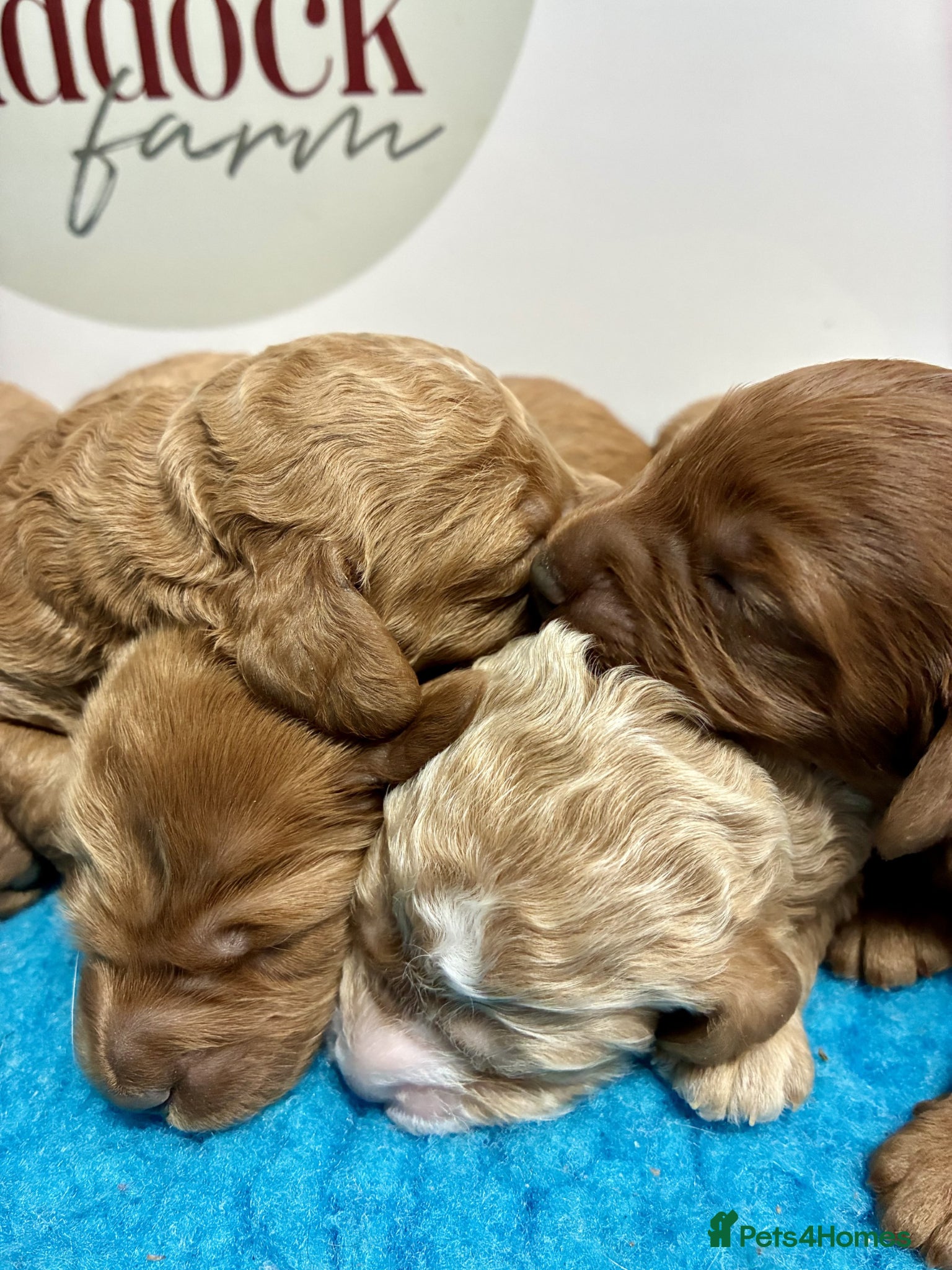 Cavapoo dogs ✨ Lovely Cavapoo puppies ✨ - Advert 2