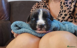 Boxer dogs for sale: 🌟KC REG BOBTAIL BOXER PUPS🌟 - Image 10