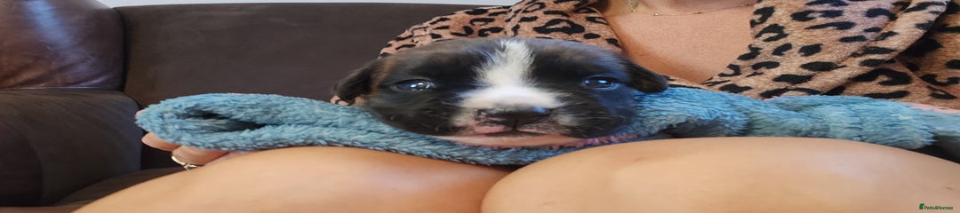 🩷Pup 3- Flashy brindle bobtail girl🩷