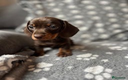 Miniature Dachshund dogs for sale: Miniature Dachshund Puppies  - Image 8