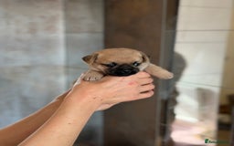 Mixed Breed dogs for sale: Adorable Pug x Pomeranian Puppies  - Image 23