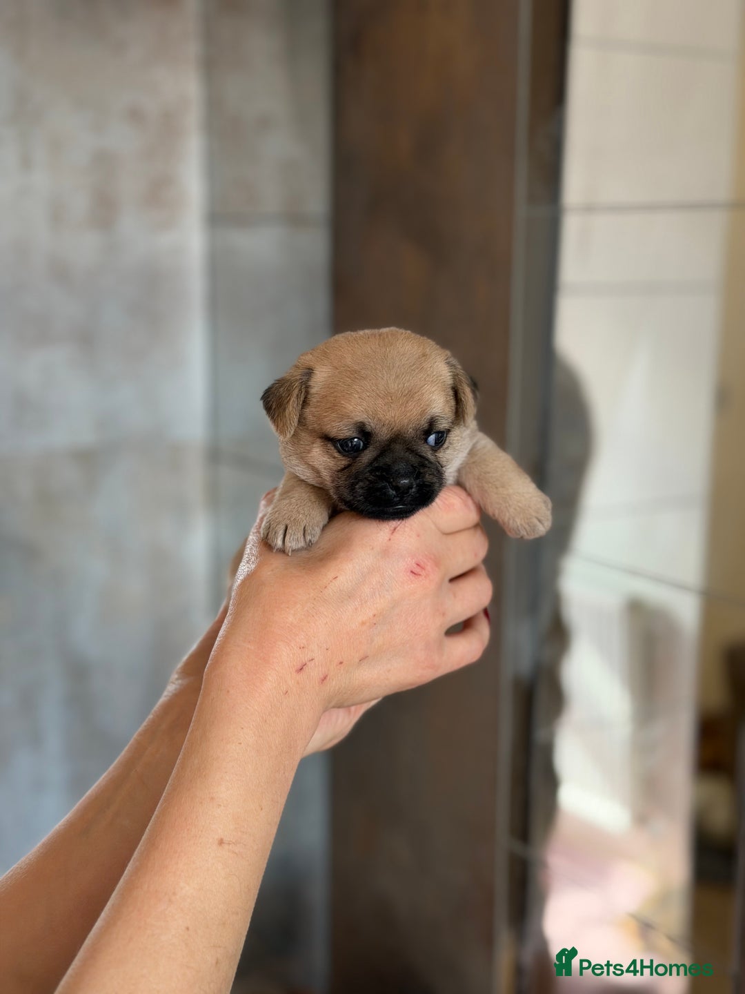Mixed Breed dogs for sale: Adorable Pug x Pomeranian Puppies  - Image 23
