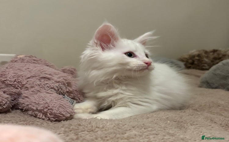 Maine Coon cats - Advert 14