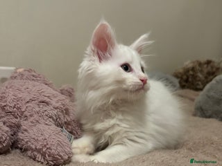 Maine Coon cats - Advert 14