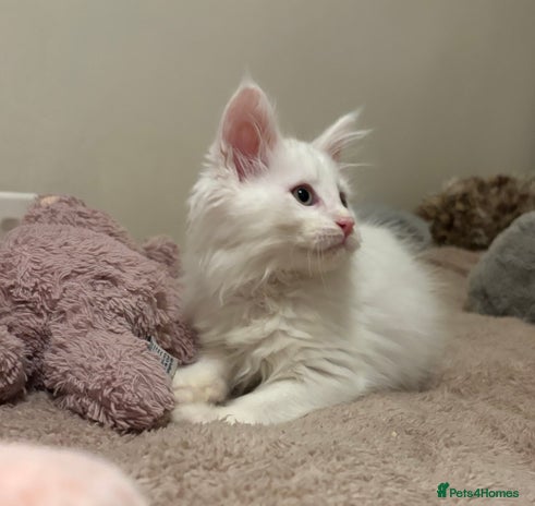 Maine Coon cats - Advert 2