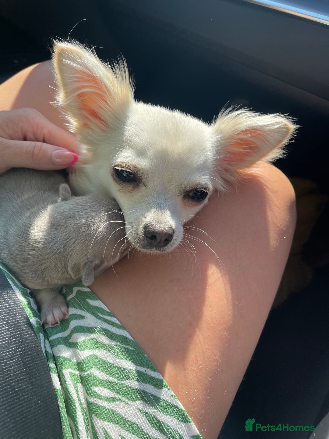 Chihuahua dogs for sale: Tony & pixie - Advert 2